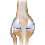 סחוס מפרקי תמונה מדגימה